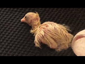 Baby Bird Hatching 🐣 Cute Baby Chick Hatches From Egg! 🥚🐤