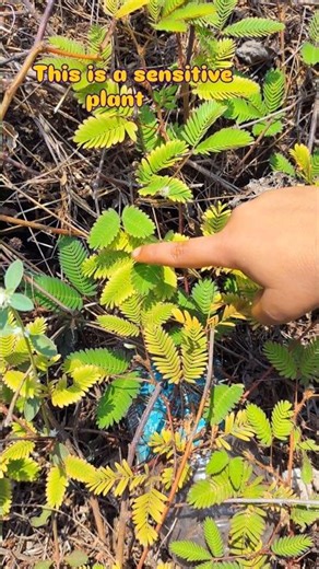 Touch This Plant & Watch Magic Happen 😱🌿 #Shorts