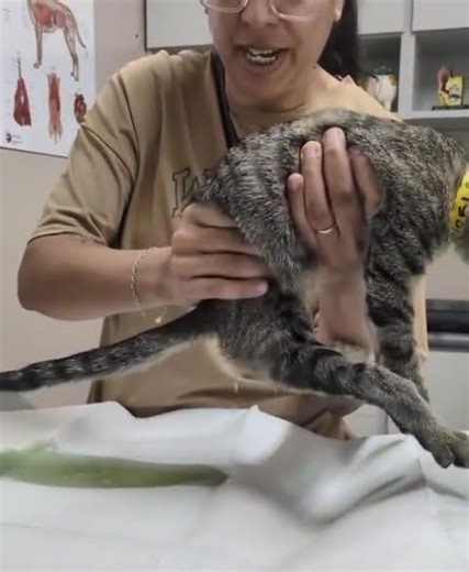 URGENT: 3-Month-Old Kitten W/ Congenital Deformity Fighting To Eliminate On Her Own… [STORY BELOW]