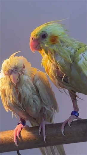 Cockatiel bathing || #viral #cockatiel #india