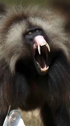 jaidmeel #animals #geography #army