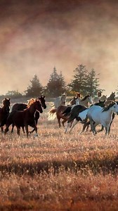 Beautiful Gifs. on Reels