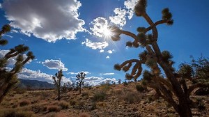 Time Lapse of the sun and clouds moving behind some Joshua Trees.