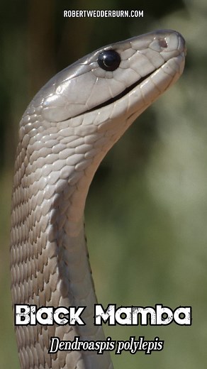 Fascinating Facts about the Black Mamba: Africa's Longest Venomous Snake