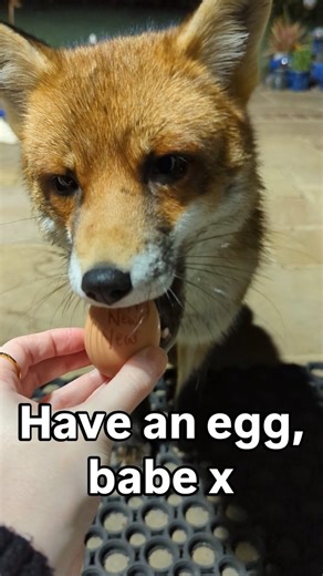 Lucy Goacher | The whole gang is here! We get a better look at Heidi's injured snoot, Boo-Boo does her classic indecisive move, Libby is at the scene of... | Instagram