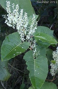 Fallopia sachalinensis - Alchetron, The Free Social Encyclopedia