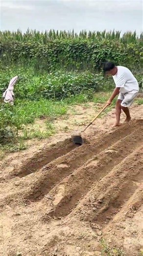 digging trenches in dry soil using a specialized triangular metal hoe tool in rural farm garden area