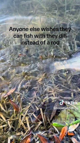 Fishing Adventures Without Rods in Boca Raton