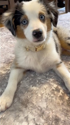 Life with a Miniature American Shepherd puppy is full of excitement!