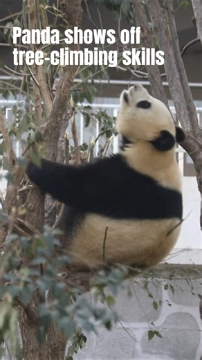 A playful panda named Qi Ji demonstrated her tree-climbing prowess at China's Qinling Giant Panda Research Center. #GiantPanda #China #Qinling | China Xinhua News