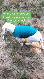 Vet Tip Alert! So- you need to catch a pee sample from your dog? What?? Here’s a little tutorial straight from the experts! Thanks to Piggy ahd Susan! #vetmed #pee #dog #bark #petco #pet #rescuedogsofinstagram #dogsofinstagram #doubledappledachshund . Image- Piggy doing a pee, catching a sample with a jar top, Susie doing a pee catching a sample with a plastic container underneath. | Piglet, the deaf blind pink puppy.