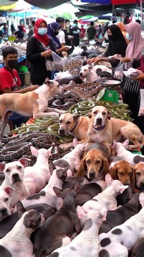 EXTREME ASIA MARKET! DOGS, PUPPIES & SNAKES YOU WON’T BELIEVE THIS