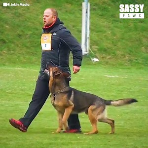 8.7M views · 111K reactions | This proves how smart dogs really are! ‍了❤️️ | Sassy | Facebook