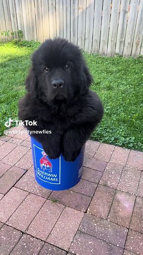 Unbothered Newfoundland Dog Moments That Will Make You Laugh