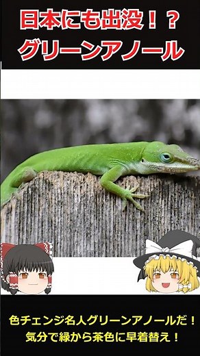 【外来種警報】壁も登る色チェンジ名人！グリーンアノールを60秒で解説
