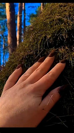 This tree is so charming 😍 Forest Walk ASMR #naturesounds