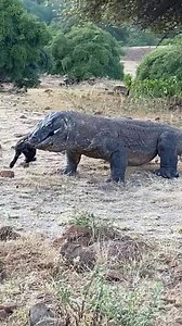 448K views · 2.6K reactions | Aligator top animals #komodo #animal | Brian D. Morales | Facebook