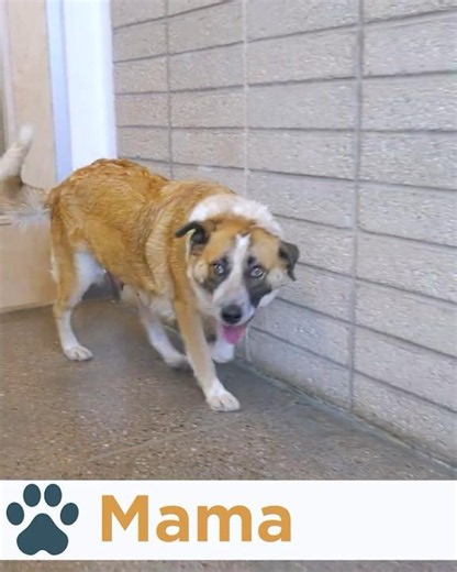 Pinal Pets Episode 212 - Meet Mama