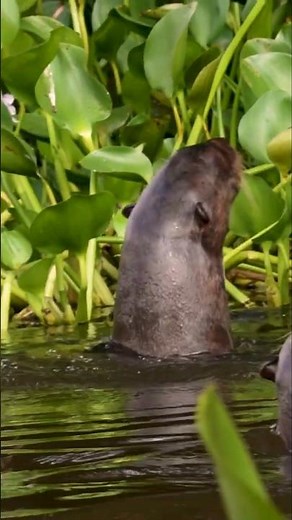 Giant Otter: The River Wolf of South America 😱
