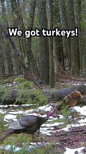 Turkey trotting over snow? Step into spring my friend! #turkeyhunting #hunting #gobbler
