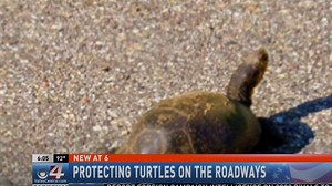 Turtles crossing roads, advocates warn drivers to be cautious