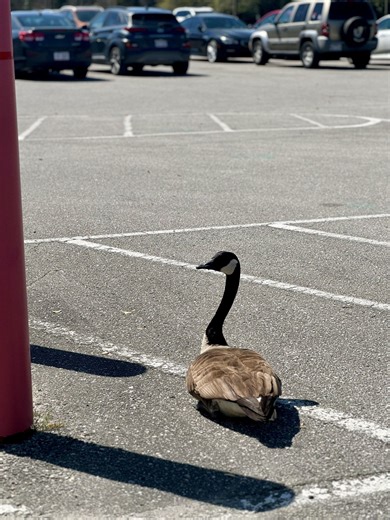 Community warned to give nesting Canada geese space this spring