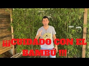 Cuidado con el BAMBÚ, inconvenientes al sembrarlo en casa