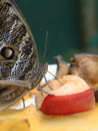 Alimentación de Mariposas en el Mariposario de Cusco