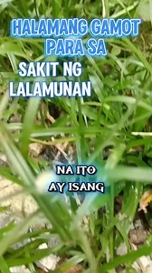 Halamang Gamot para sa sakit ng lalamunan #healthcare #herbal #healthylifestyle #healthiswealth #HealthyLiving | Pangarap Ko