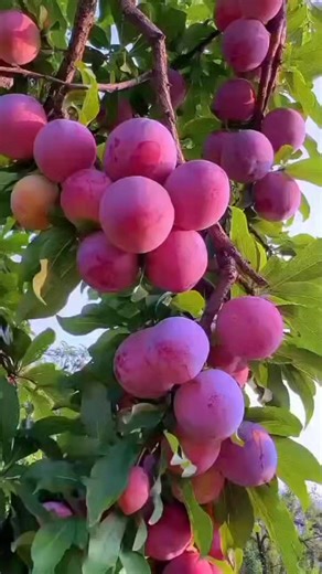 Plums orchards farms walkthrough video | Zortrax Agriculture Corporation
