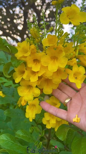 Flor de la Retama: Propiedades y Beneficios | Plantas Medicinales
