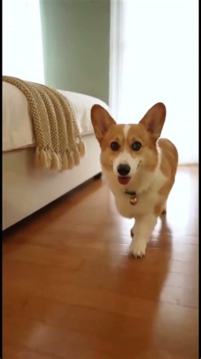 3 Fun Facts About Corgis
