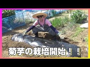 【家庭菜園】去年のリベンジ！今年は成功なるか！？菊芋の植え付け編。