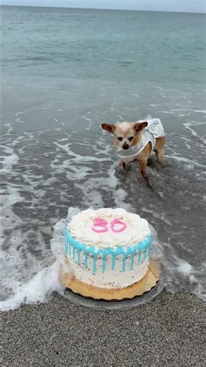 I can’t believe THIS HAPPENED😭‼️ #fail #cake #rescuedog #beach