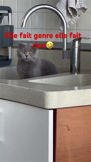 Chat géant