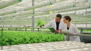 Scientist, crop production, teamwork in greenhouse research. Students or biologists discuss lettuce plants, study vegetable food products. Tech, scientist people work on farm for gmo leaf inspection