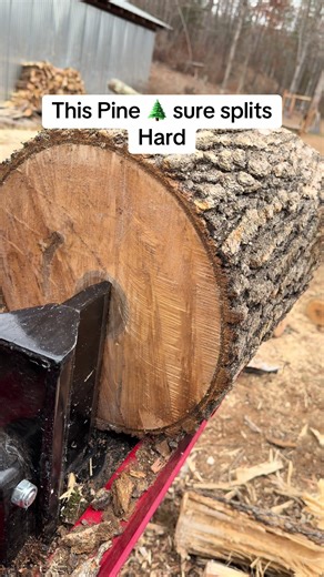 Log splitter had to work for these #trees #logging #firewood | log splitter