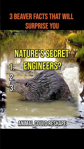3 Beaver Facts That Change Everything 🦫