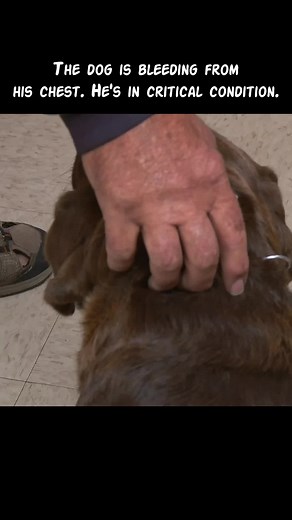 Understanding Dog Mastitis: Symptoms and Treatment