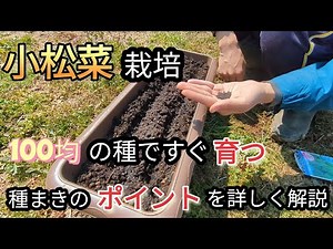 【小松菜】種まきから収穫まで約一ヶ月！小松菜の栽培方法を初心者にも分かりやすく解説【プランター菜園】