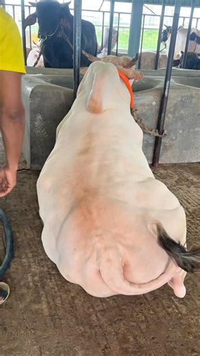 Muscular albino Ongole bull standing tall 💪🐂