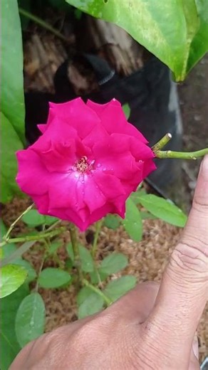 Kalimantan roses are very easy to grow and flower frequently #roses #Kalimantanroses #flowers