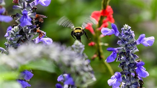 Central Florida sees 'medium-high' pollen counts