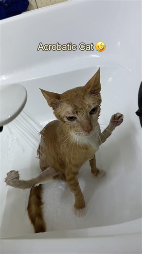 Cat Bath Fails: Hilarious Moments!#fyp #laugh #cats #funnycat #viral