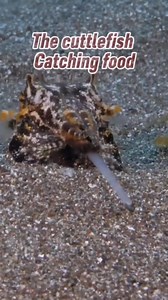 This is how the cuttlefish Catching foods! #fishing #fishinglife #fish | James Pelarios