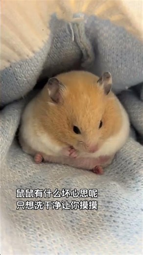 Unveiling the Secret to Rats' Health: Wash and Touch 10 Times