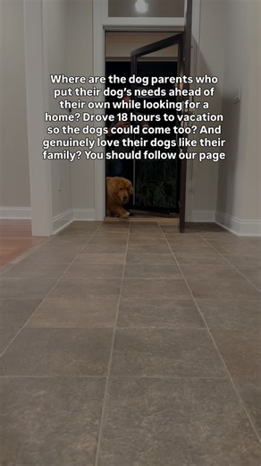 Dog fam meet Bob 🤝 | It's Bob the Golden