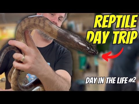 Black headed Pythons🤯 Crazy reptile shop in Liverpool 🤯: A Day In The Life 2