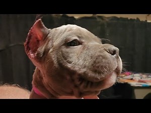 American Bully puppies ear cropping aftercare.