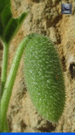 Scientists solve centuries-old mystery of how a cucumber explosively squirts its seeds | CNN